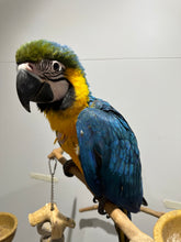 Load image into Gallery viewer, Blue Gold Macaw