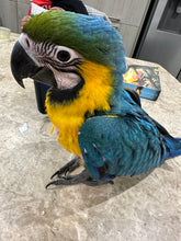 Load image into Gallery viewer, Blue Gold Macaw