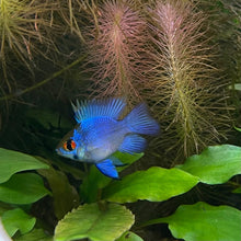 Load image into Gallery viewer, Balloon Ram Electric Blue Ram