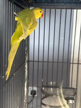 Load image into Gallery viewer, Indian Ringneck