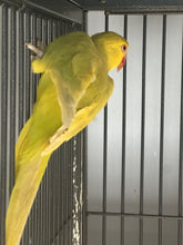 Load image into Gallery viewer, Indian Ringneck