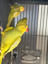 Load image into Gallery viewer, Indian Ringneck