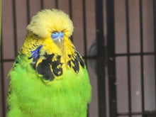 Load image into Gallery viewer, Budgie Assorted