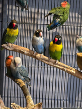 Load image into Gallery viewer, LoveBirds Assorted