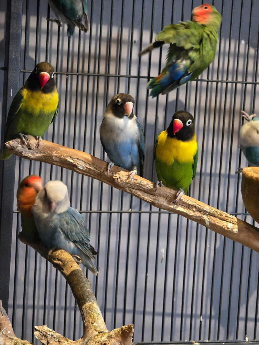 LoveBirds Assorted – PASS Aquatics & Reptiles