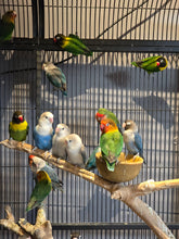 Load image into Gallery viewer, LoveBirds Assorted