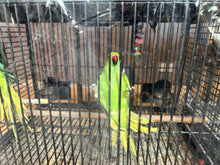 Load image into Gallery viewer, Indian Ringneck