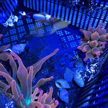 Load image into Gallery viewer, Maroon Gold Pair