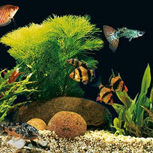 Load image into Gallery viewer, Tetra Min Holiday Food