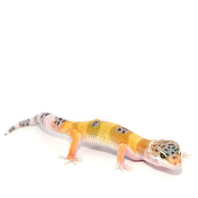 Load image into Gallery viewer, Leopard Gecko CB