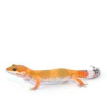 Load image into Gallery viewer, Leopard Gecko CB