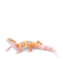 Load image into Gallery viewer, Leopard Gecko CB