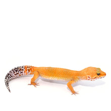 Load image into Gallery viewer, Leopard Gecko CB