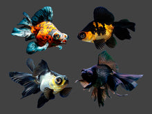 Load image into Gallery viewer, Assorted Fancy Goldfish
