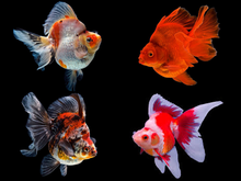 Load image into Gallery viewer, Assorted Fancy Goldfish