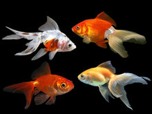 Load image into Gallery viewer, Assorted Fancy Goldfish