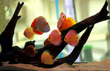 Load image into Gallery viewer, Discus Fish(Great Size&Color)