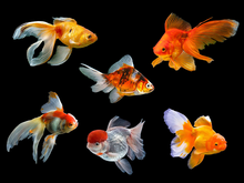 Load image into Gallery viewer, Assorted Fancy Goldfish