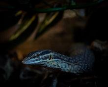 Load image into Gallery viewer, Ackie Monitor