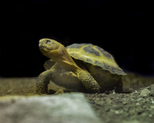 Load image into Gallery viewer, Horsefield Tortoise Captive Bred