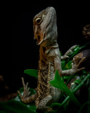 Load image into Gallery viewer, Bearded Dragon CB