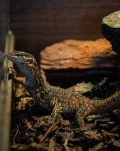 Load image into Gallery viewer, Ackie Monitor