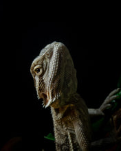 Load image into Gallery viewer, Bearded Dragon CB