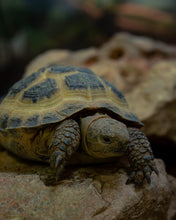 Load image into Gallery viewer, Horsefield Tortoise Captive Bred