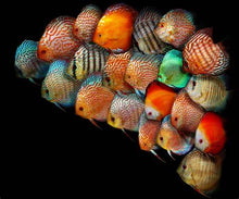 Load image into Gallery viewer, Discus Fish(Great Size&Color)