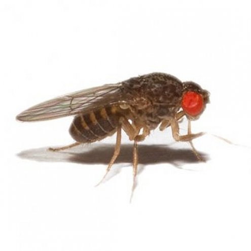 Livefood Flightless Fruit Fly - Culture