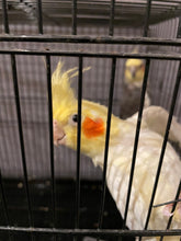 Load image into Gallery viewer, Cockatiel Assorted
