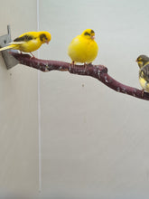 Load image into Gallery viewer, Canary Assorted