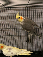 Load image into Gallery viewer, Cockatiel Assorted