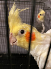Load image into Gallery viewer, Cockatiel Assorted