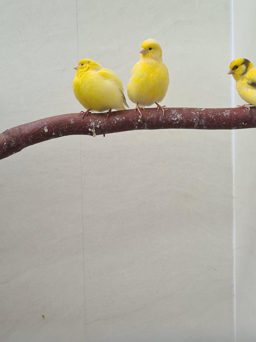 Canary Assorted – PASS Aquatics Reptiles