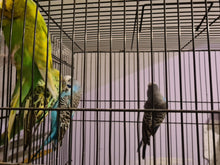 Load image into Gallery viewer, Budgie Assorted