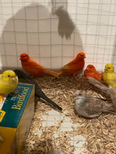 Load image into Gallery viewer, Canary Assorted