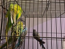 Load image into Gallery viewer, Budgie Assorted