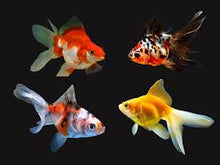 Load image into Gallery viewer, Assorted Fancy Goldfish