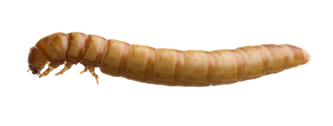 Live Food Mealworms