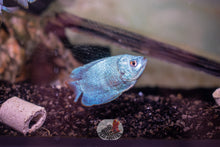 Load image into Gallery viewer, Dwarf Gourami