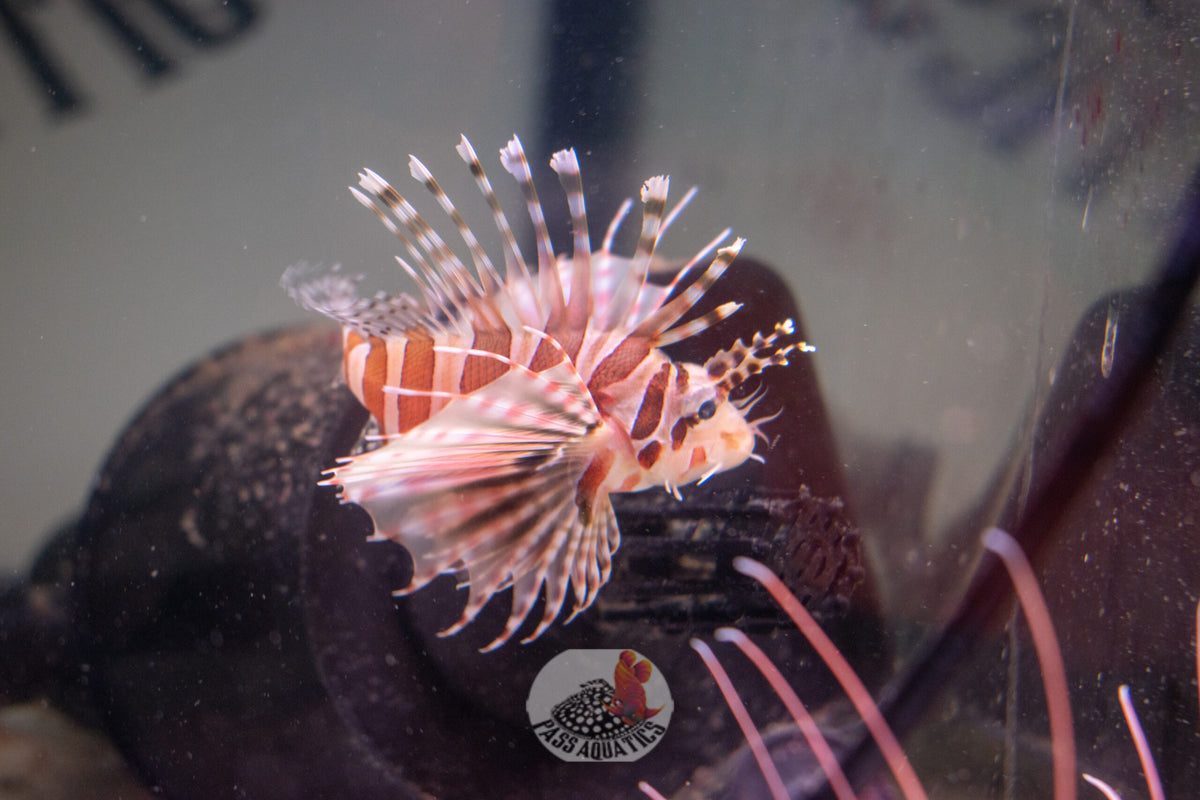 Fuzzy Dwarf Lionfish – PASS Aquatics Reptiles - Main Image