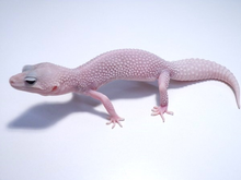 Load image into Gallery viewer, Leopard Gecko CB