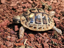Load image into Gallery viewer, Hermans Tortoise CB
