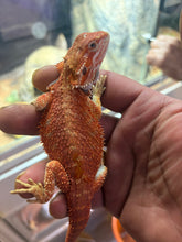 Load image into Gallery viewer, Bearded Dragon CB
