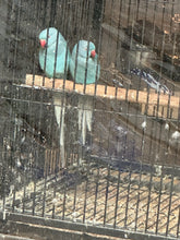 Load image into Gallery viewer, Indian Ringneck Blue
