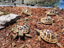 Load image into Gallery viewer, Hermans Tortoise CB
