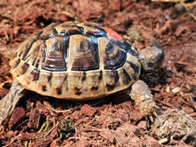 Load image into Gallery viewer, Hermans Tortoise CB
