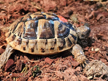 Load image into Gallery viewer, Hermans Tortoise CB20
