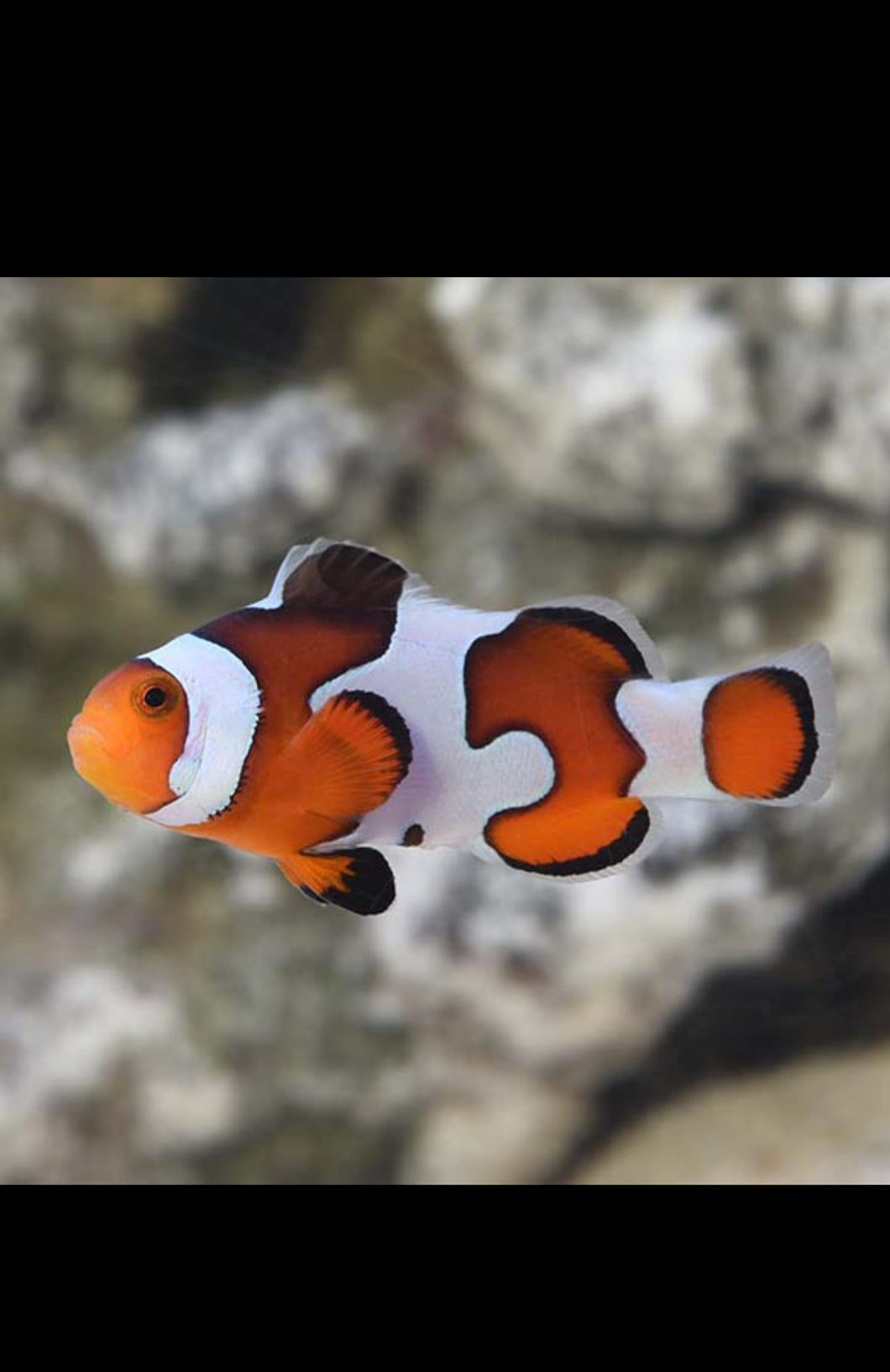 Gladiator  Clown Pair